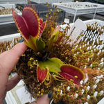 Dionaea Jabberwocky Venus Flytrap