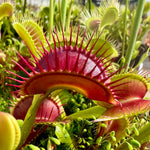 Dionaea Jabberwocky Venus Flytrap
