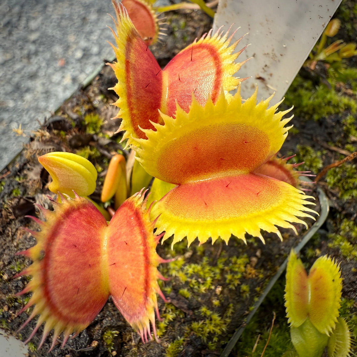 Dionaea Jaws Venus Flytrap