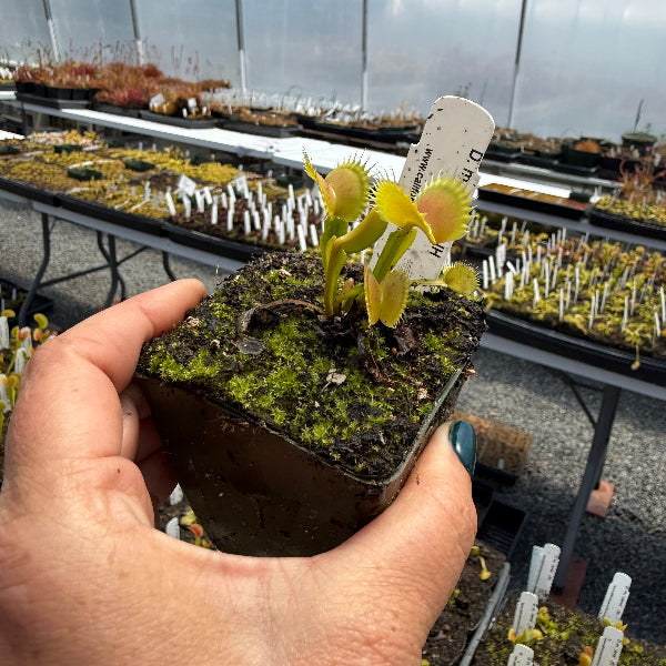 Dionaea Jaws Venus Flytrap