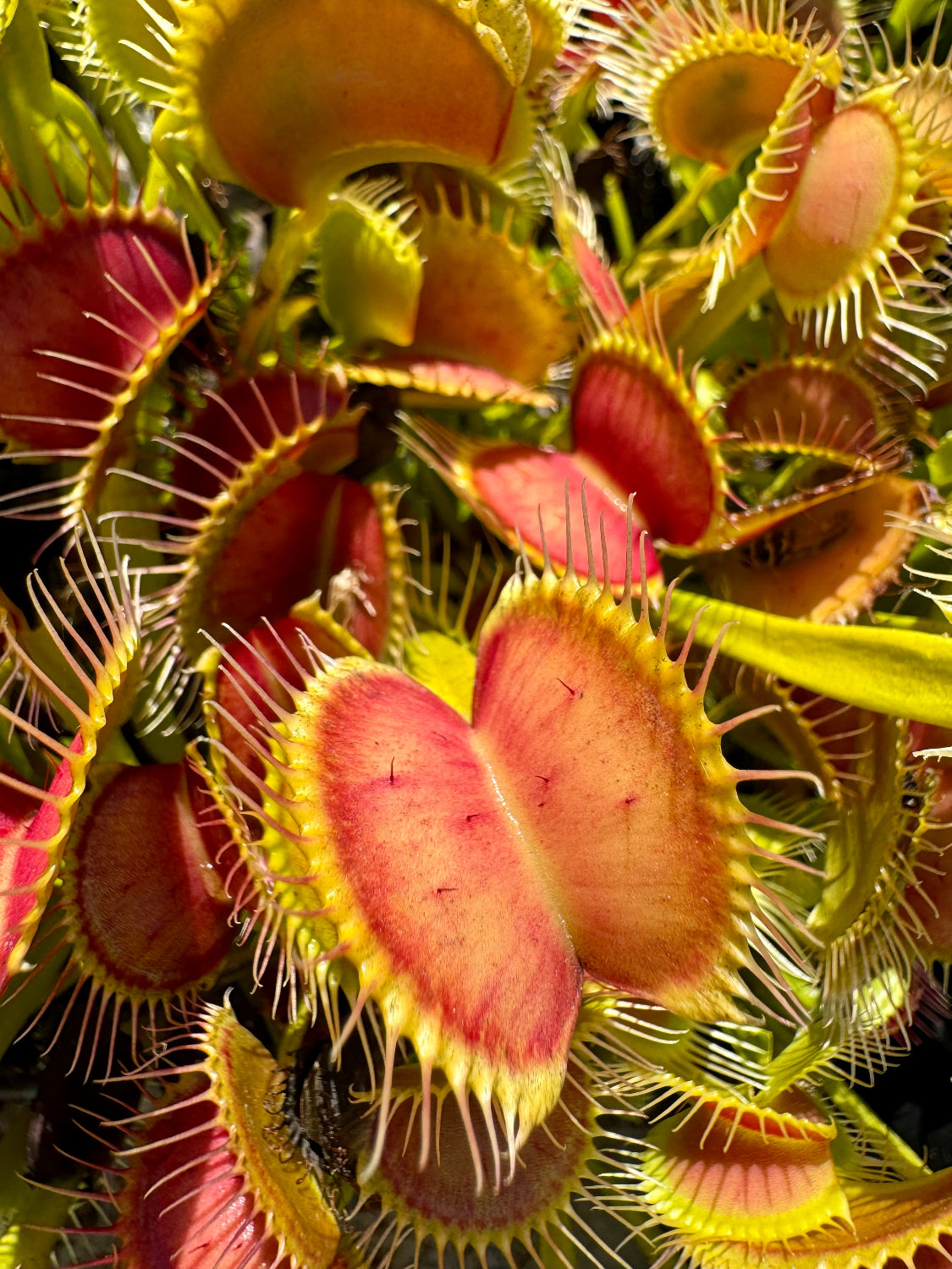 Large red and yellow Venus flytraps in a cluster of other traps