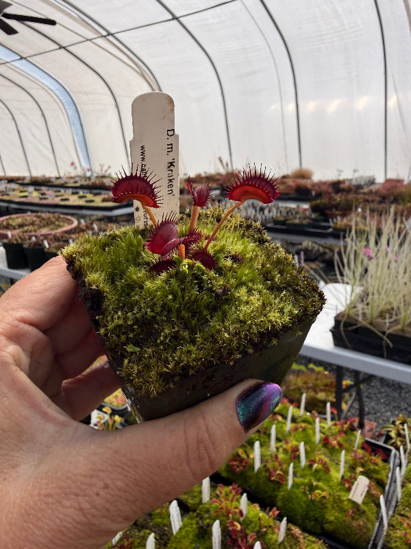 A hand holds a square pot with a Venus flytrap with bright red and pink trap heads emerging from a thick green mossy surface. The background shows a greenhouse setting with other potted plants and a white arched hoop house structure.
