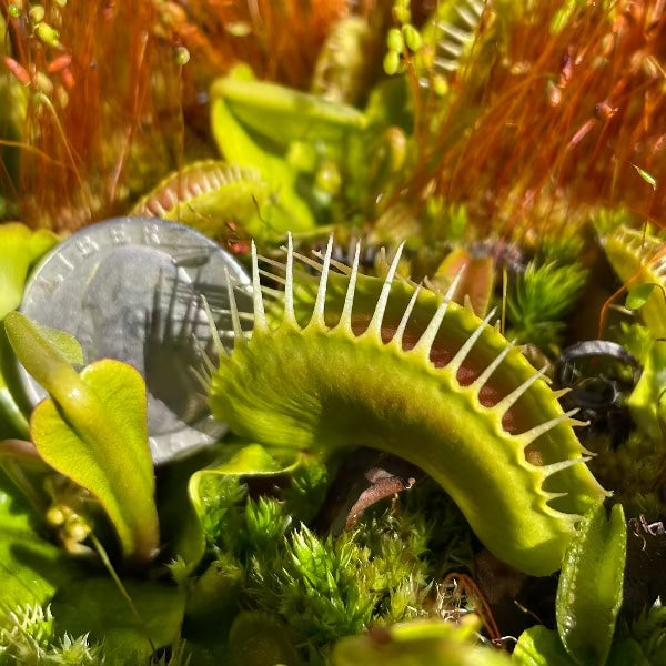 A close up of a green venus flytrap trap next to a quarter
