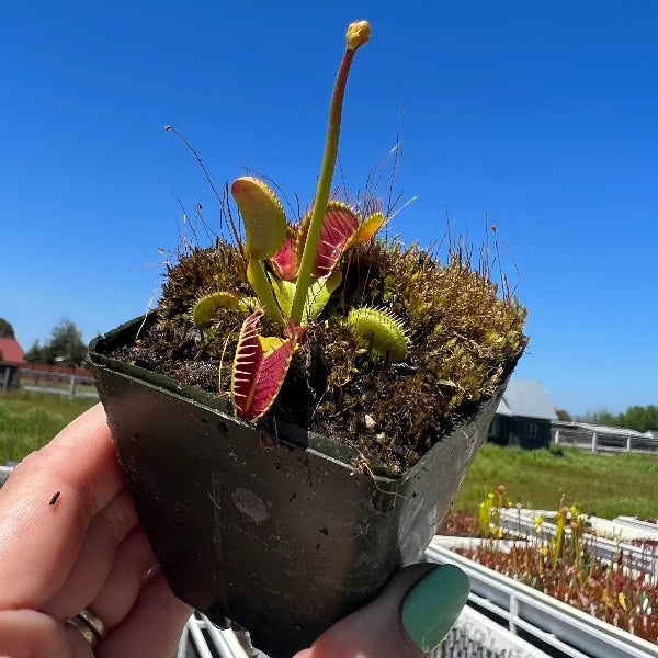 Dionaea Kraken Venus Flytrap – California Carnivores
