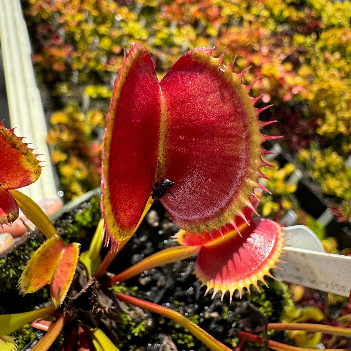 A Dionaea m. 'La Grosse a Guigui' Venus flytrap with large, open traps that are red inside with yellow edges, on thin petioles.