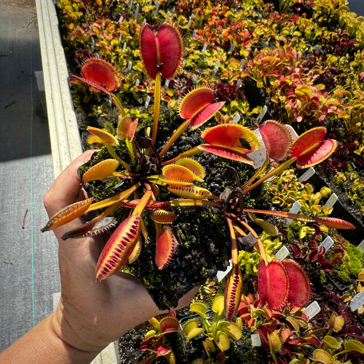 A hand holds a large display pot of venus flytrap with long stems and red traps