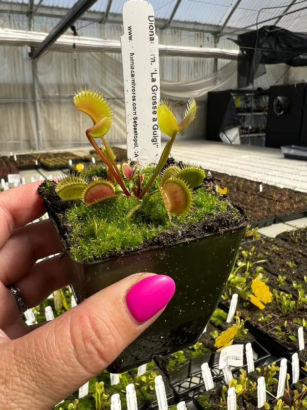 Hand with pink nail polish holds a small potted venus flytrap