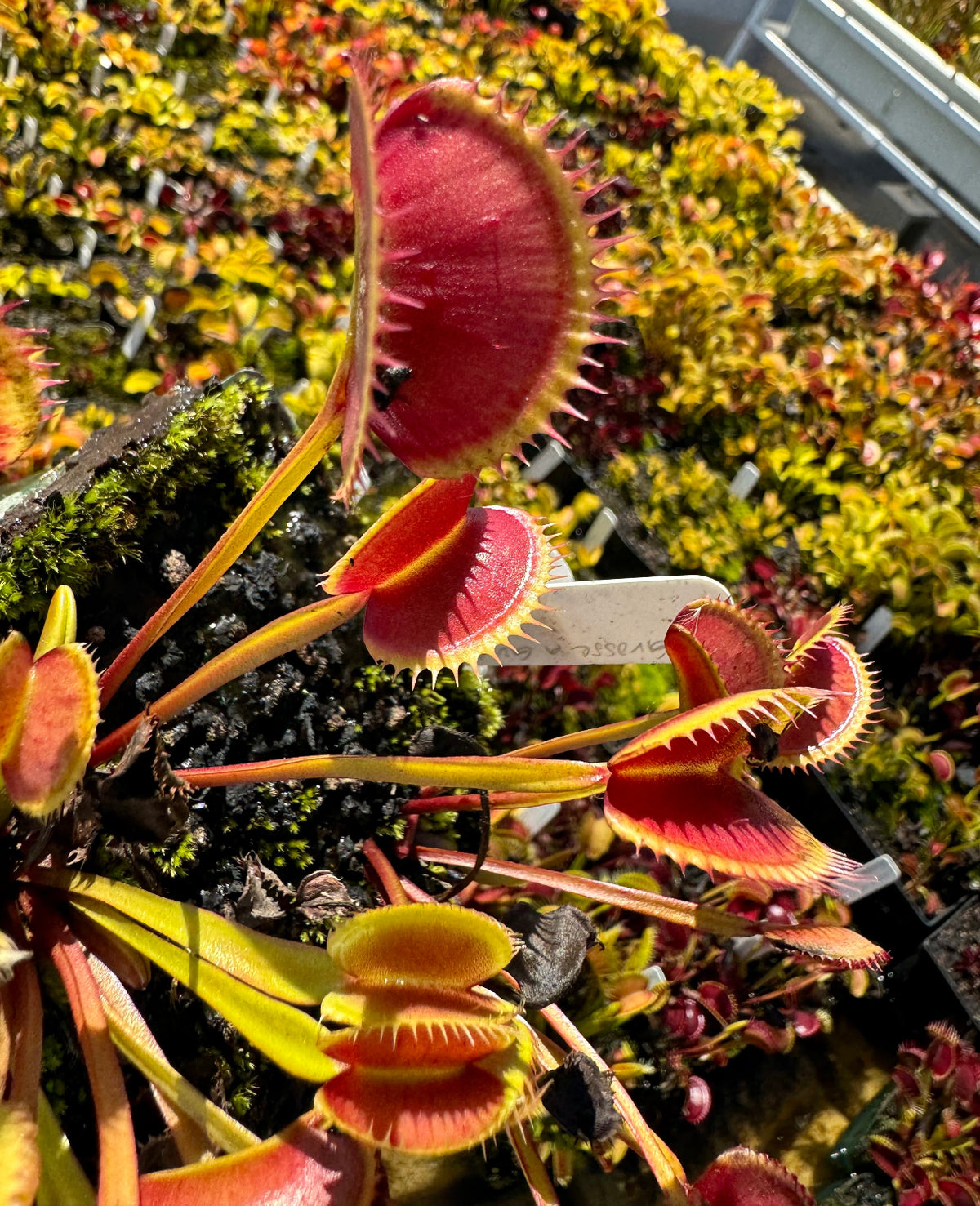 Red venus flytraps with short yellow teeth on long stems grow out of a pot with more traps in the background