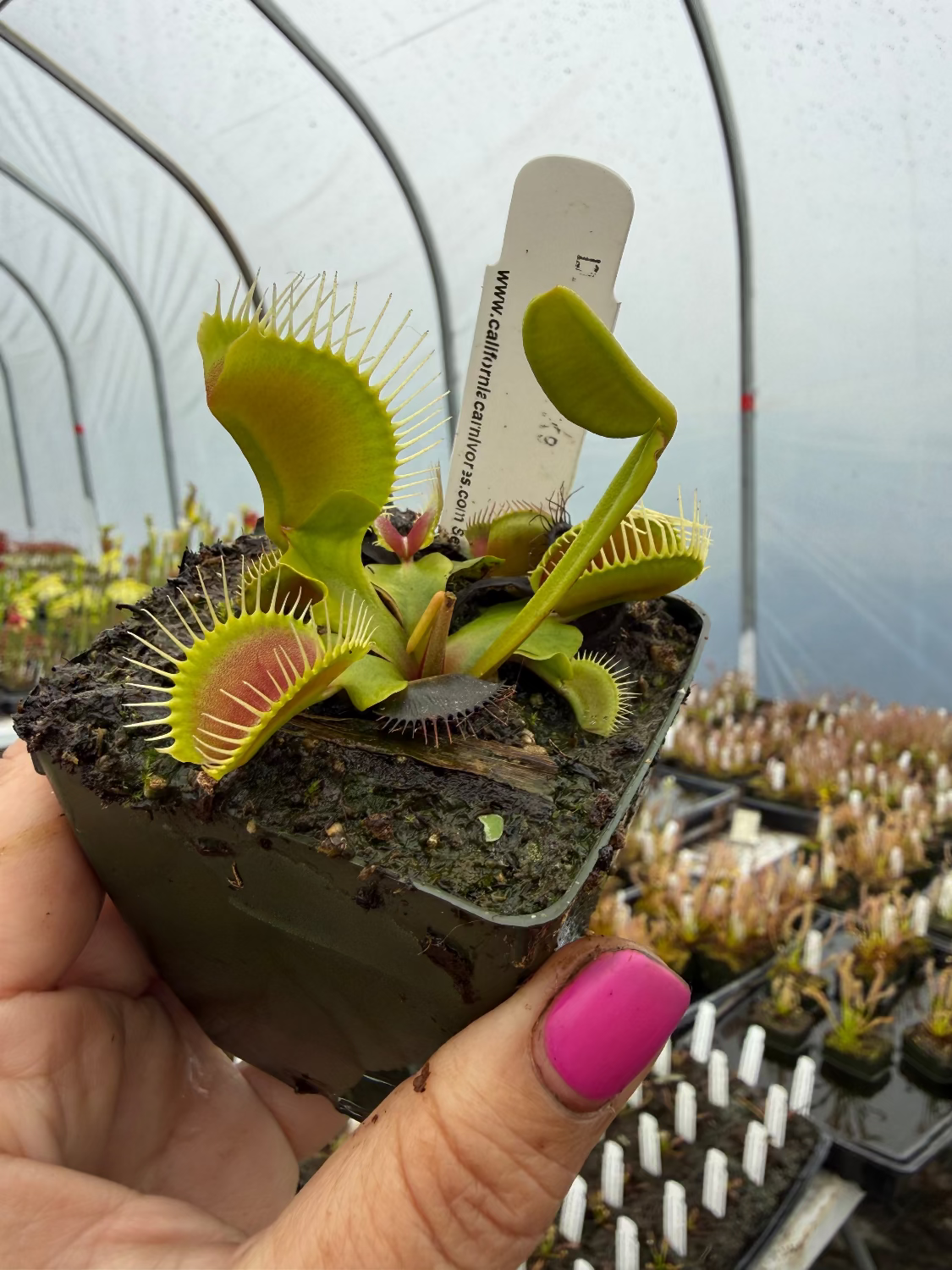 Dionaea Muntasers Giant Venus Flytrap