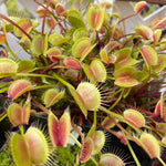 A cluster of Dionaea muscipula plants with green leaves and orange blushed traps, showcasing long, thin petioles.