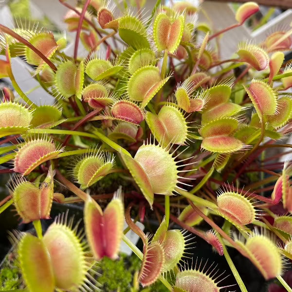 A cluster of Dionaea muscipula plants with green leaves and orange blushed traps, showcasing long, thin petioles.