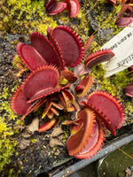 Dionaea Pablos Red Dentate Venus Flytrap