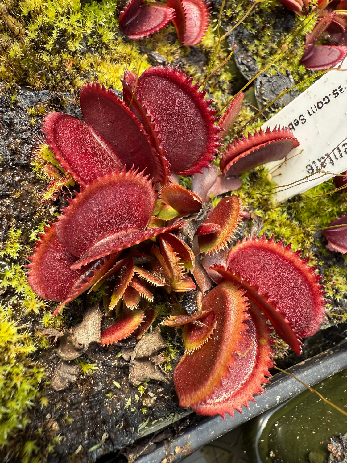 Dionaea Pablos Red Dentate Venus Flytrap