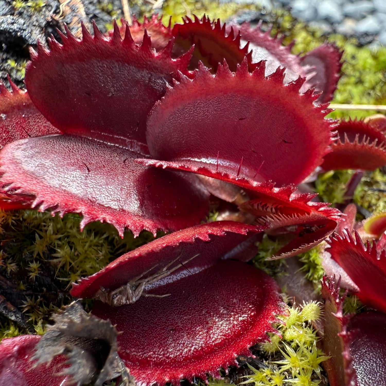 Dionaea Pablos Red Dentate Venus Flytrap