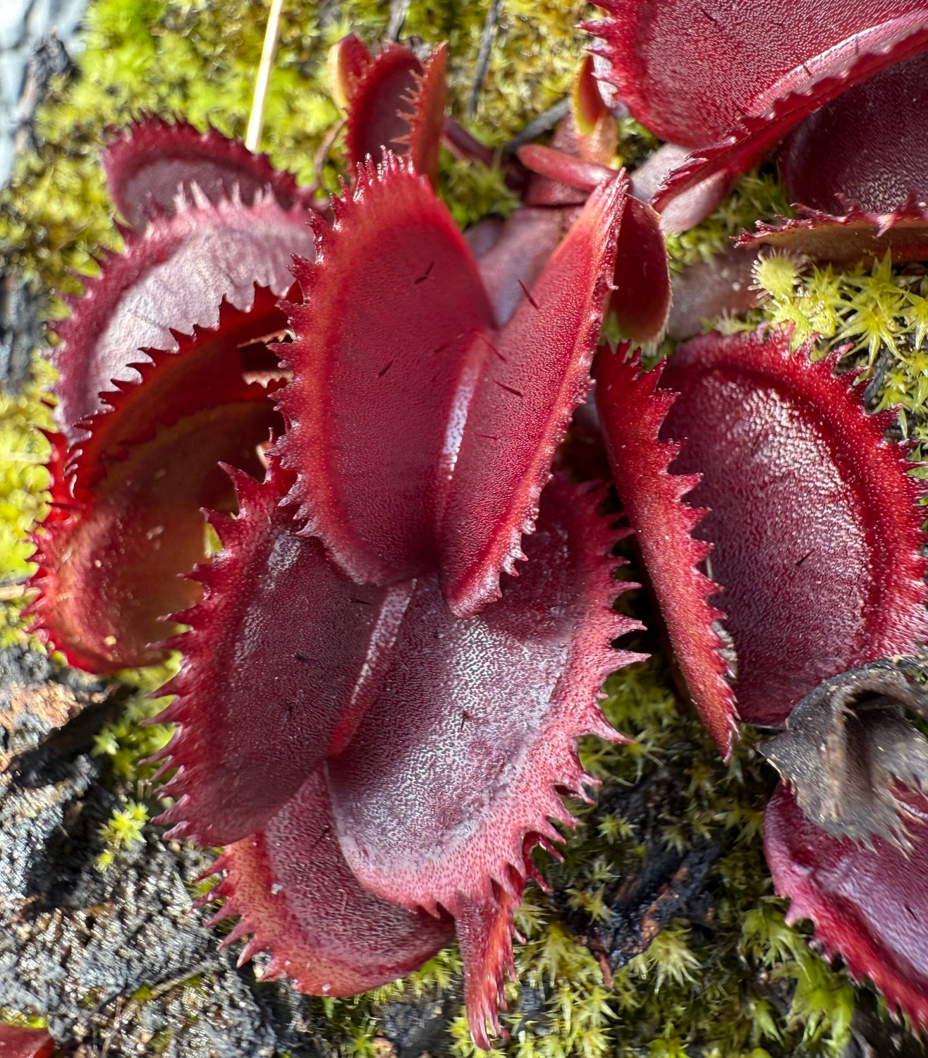 Dionaea Pablos Red Dentate Venus Flytrap