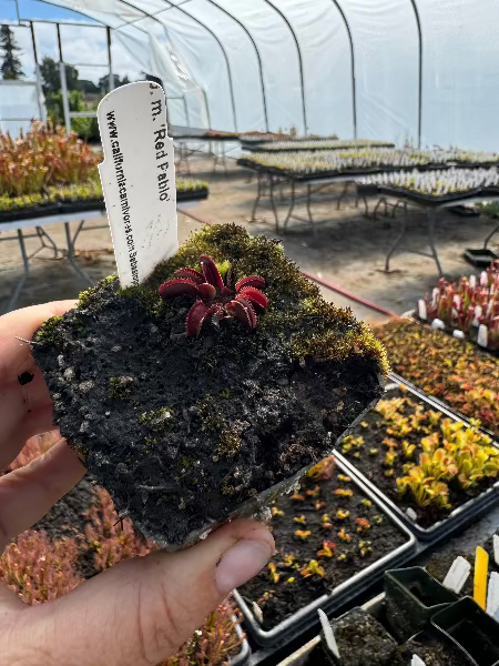Dionaea Pablos Red Dentate Venus Flytrap