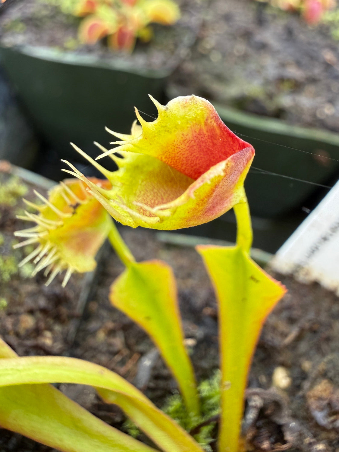 A close-up of a Venus flytrap plant with bright yellow-green trap leaves and reddish tips, growing in dark soil with other plants blurred in the background.