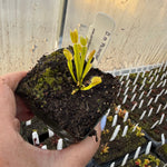 Dionaea Plumechon Venus Flytrap