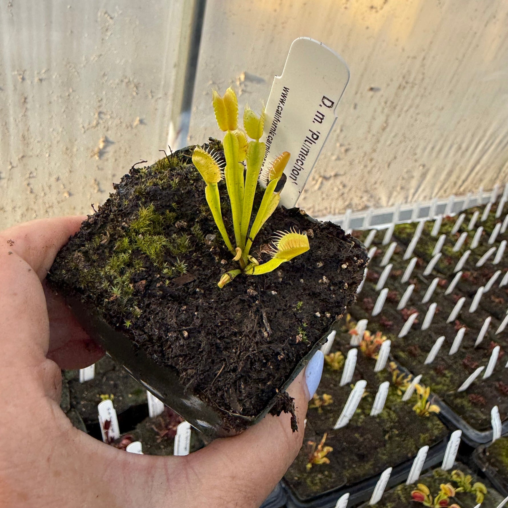 Dionaea Plumechon Venus Flytrap