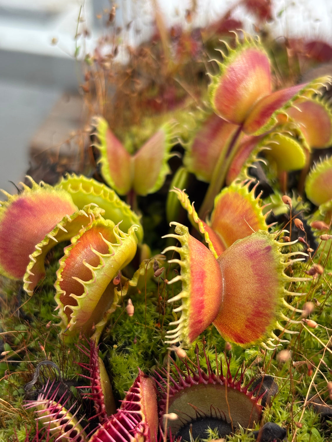 Close-up of a cluster of Venus flytraps showing their characteristic trap lobes with bright green edges and reddish-pink inner surfaces, growing among green moss.