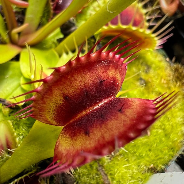 Dionaea Red Bull Venus Flytrap