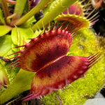 Dionaea Red Bull Venus Flytrap