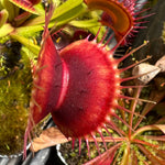 Dionaea Red Bull Venus Flytrap