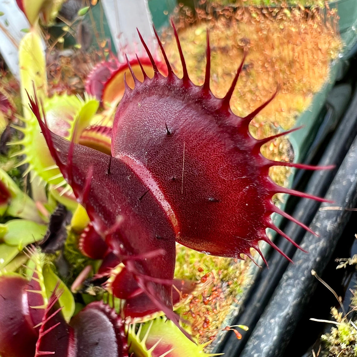 Dionaea Red Bull Venus Flytrap