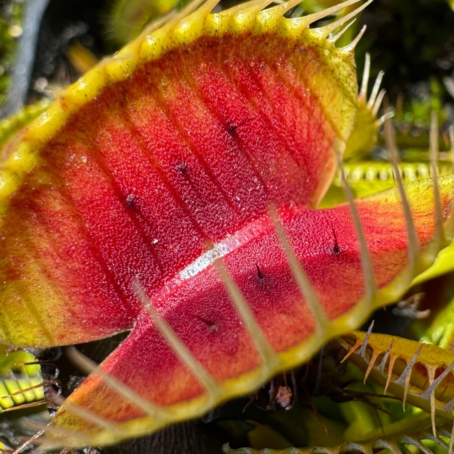Dionaea Red Bull Venus Flytrap