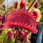 Dionaea Red Piranha Venus Flytrap