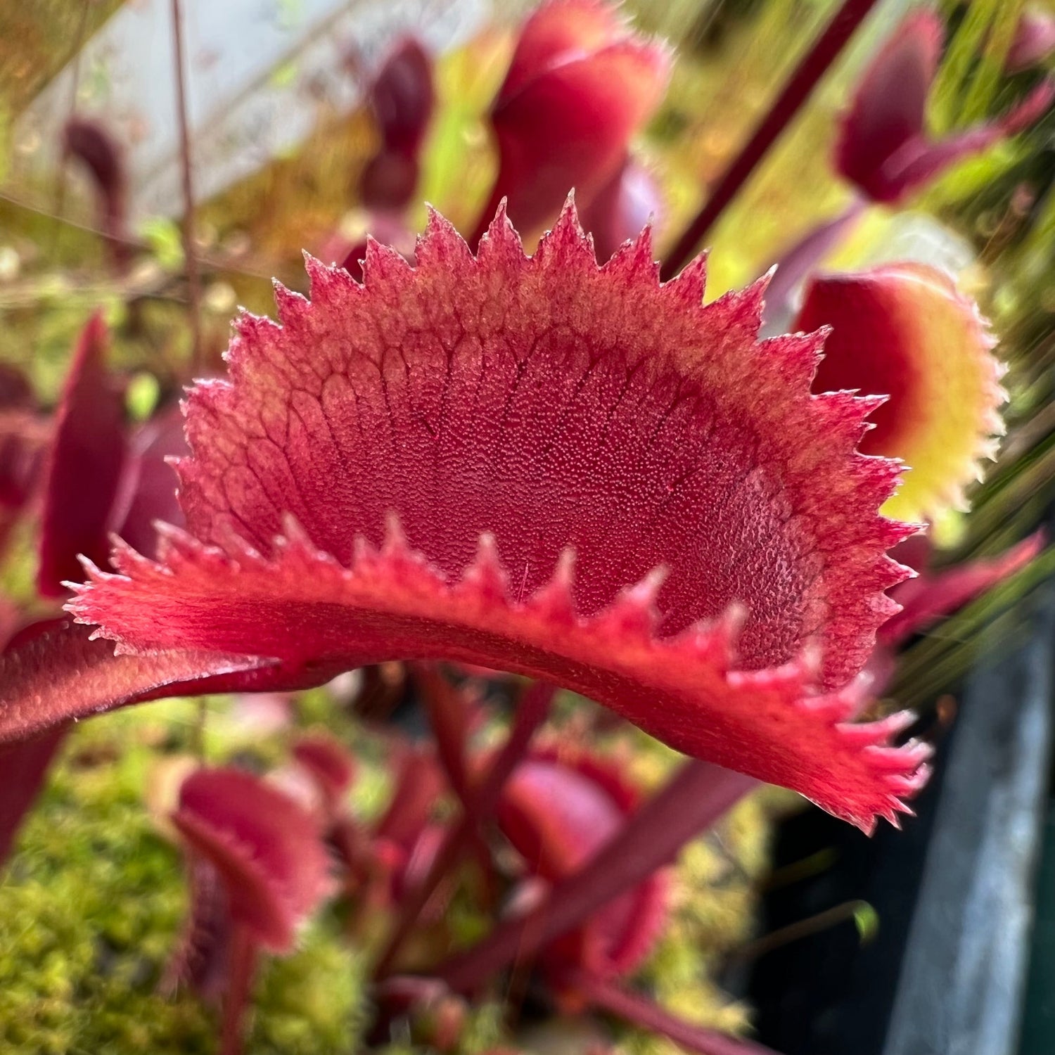 Dionaea Red Piranha Venus Flytrap