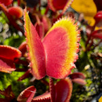 Dionaea Red Piranha Venus Flytrap