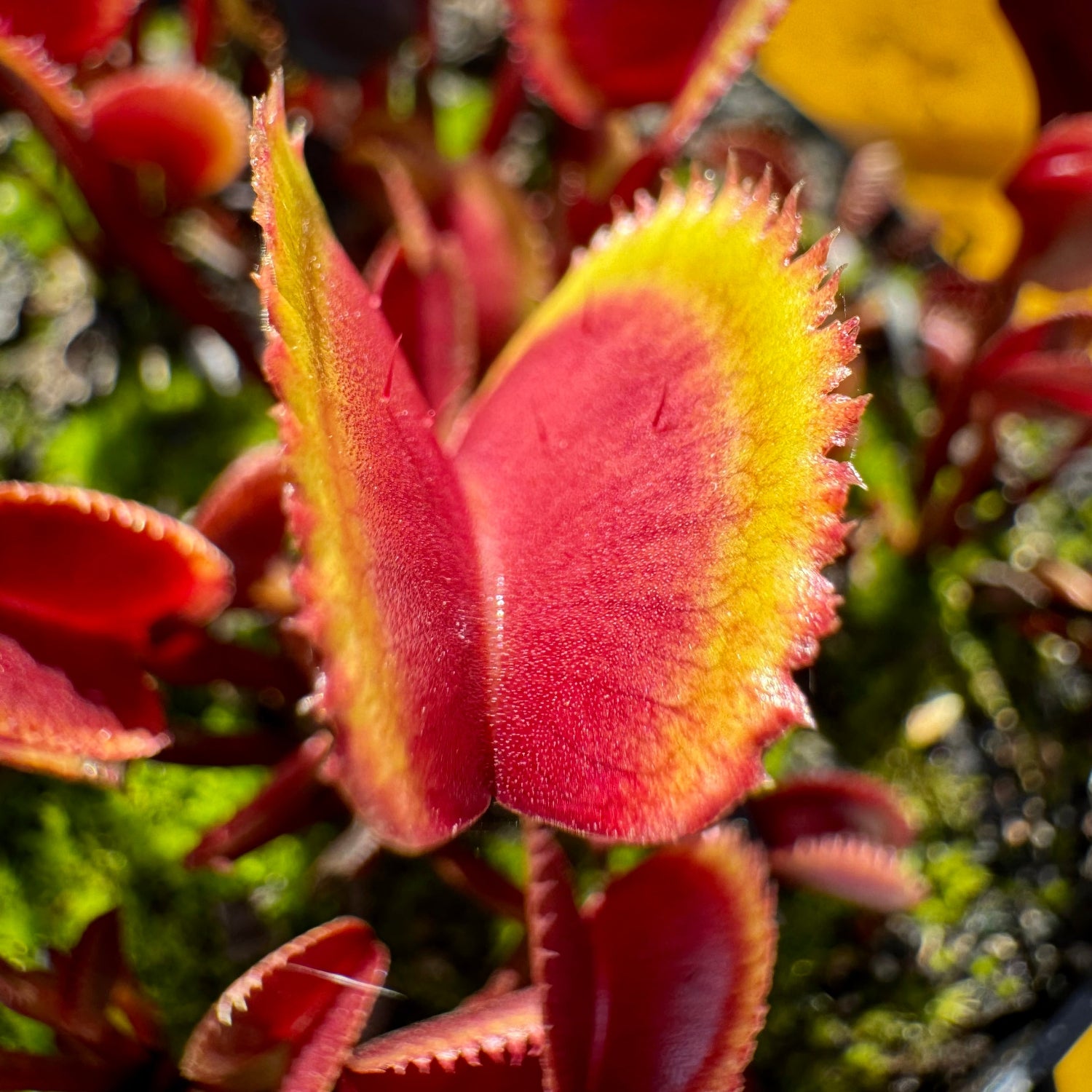 Dionaea Red Piranha Venus Flytrap