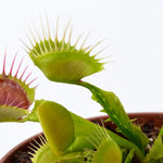 Dionaea Reptile Venus Flytrap
