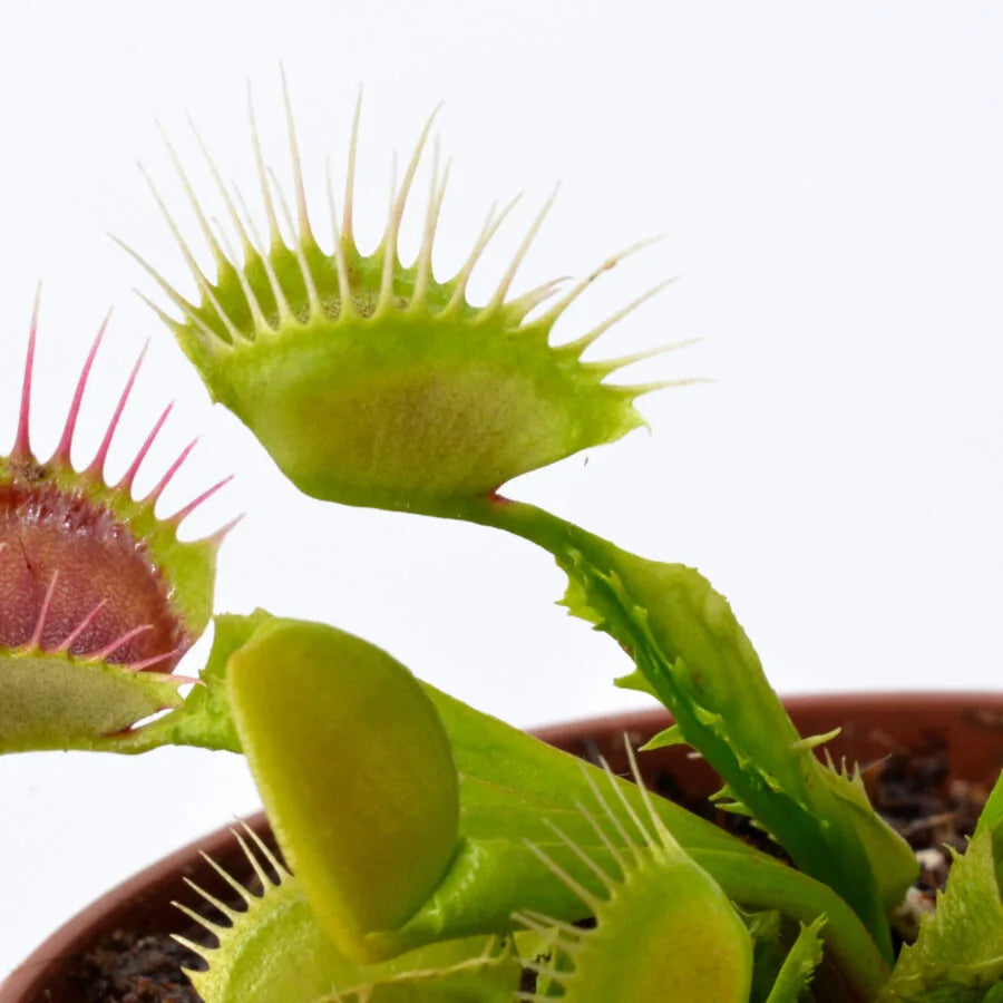 Dionaea Reptile Venus Flytrap
