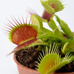 Dionaea Reptile Venus Flytrap