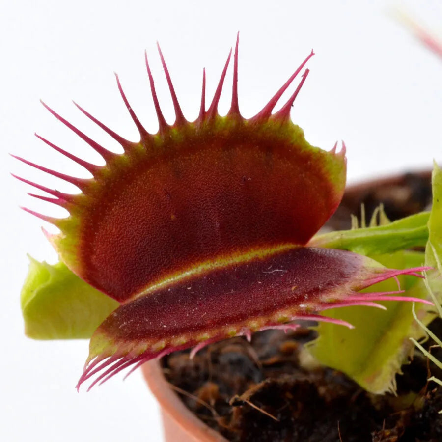 Dionaea Reptile Venus Flytrap
