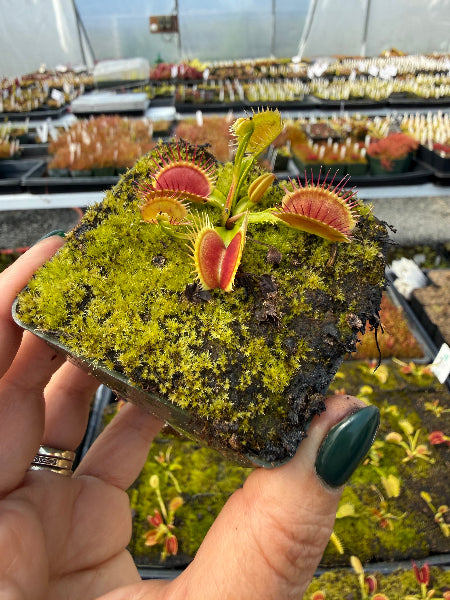 Dionaea Reptile Venus Flytrap