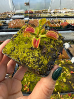 Dionaea Reptile Venus Flytrap