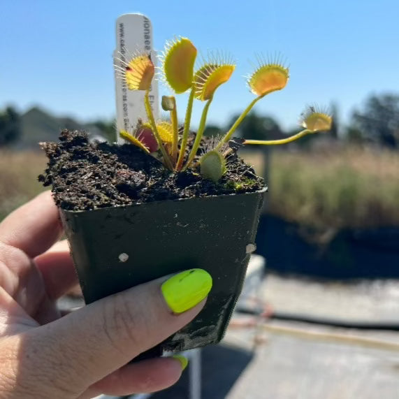 A hand with yellow nail polish holds a veus flytrap against a blue sky