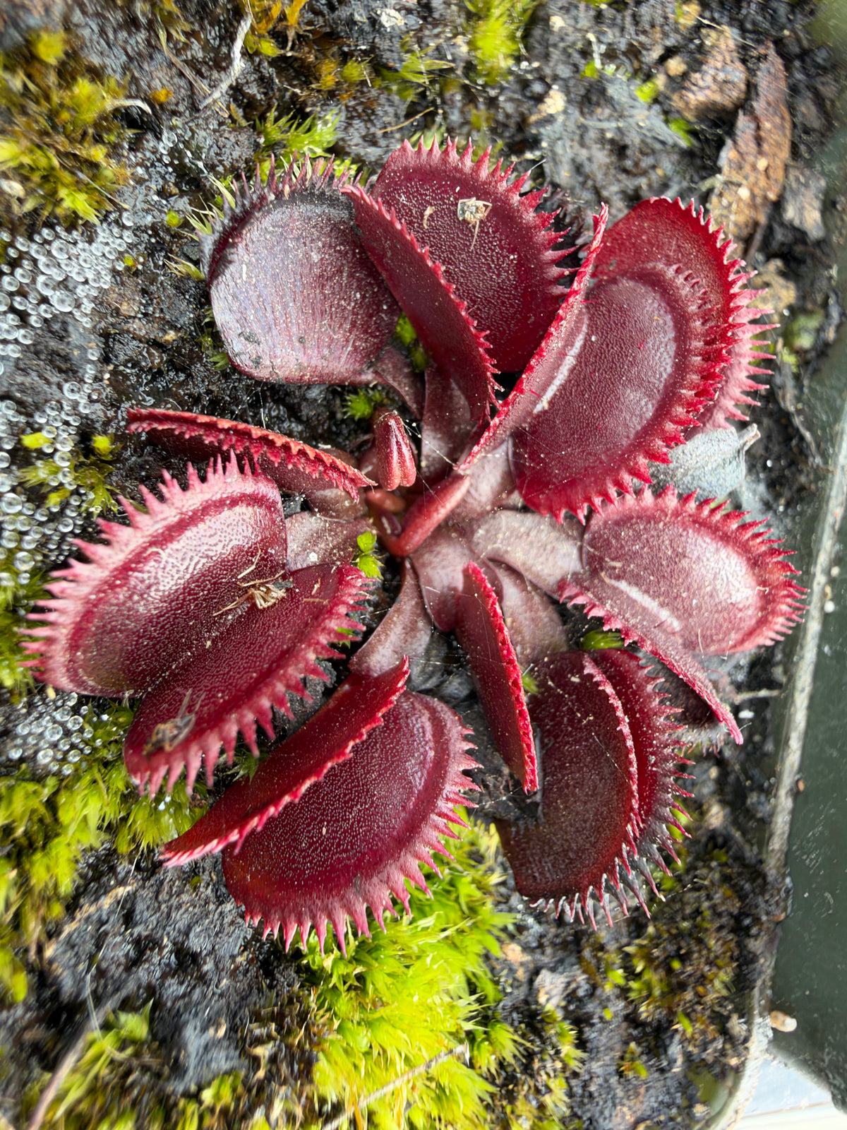 A close up of a red Venus flytrap growing in a pot