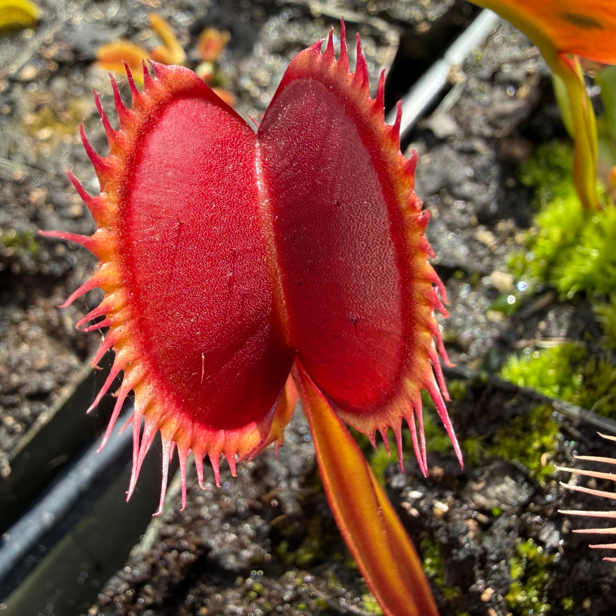 A close-up of a Venus flytrap plant with bright red trap lobes and pinkish teeth, growing in dark soil with moss.