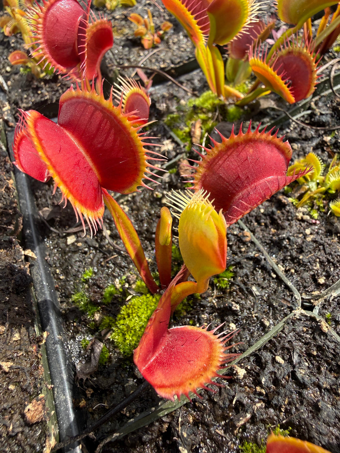 Close-up of red and yellow Venus flytraps growing in dark soil with small patches of green moss.