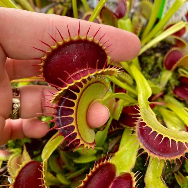 A close-up of a Dionaea m. 'Thundercat' Venus flytrap with bright red cilia and green trap leaves, held between fingers.