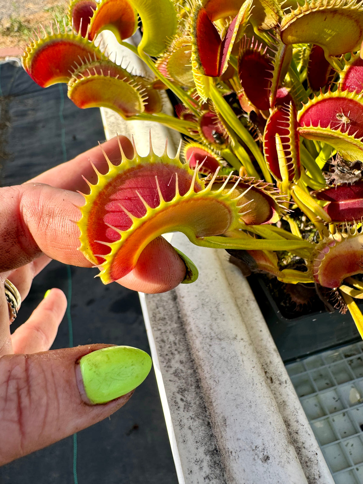 A finger holds up an arched Venus flytrap trap