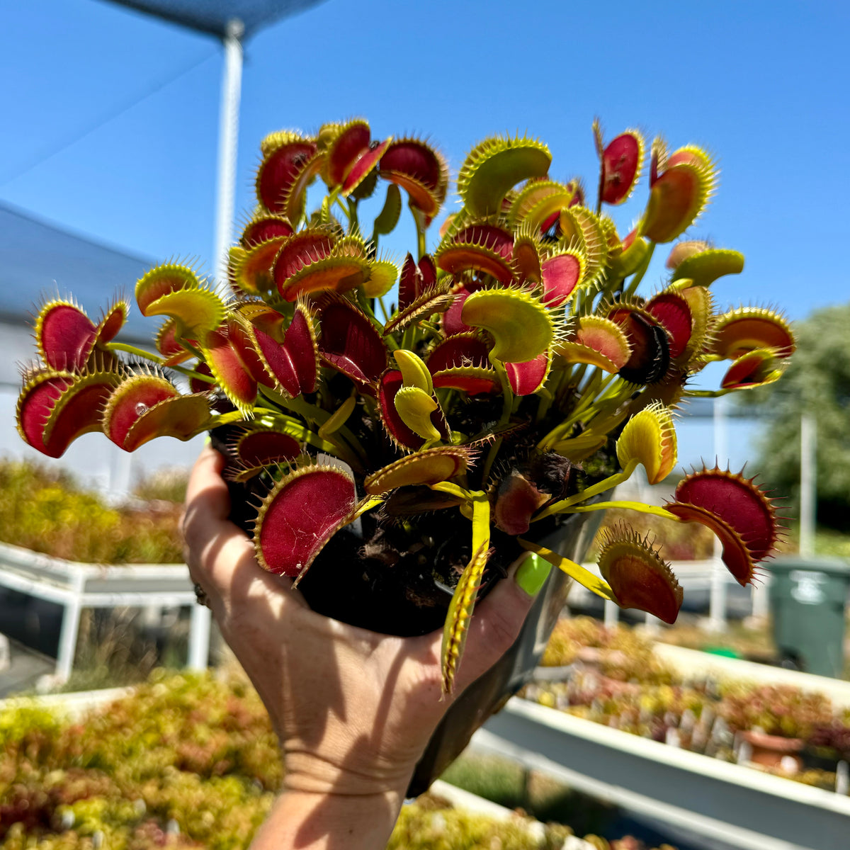 A hand hold a large mature pot of Venus flytraps