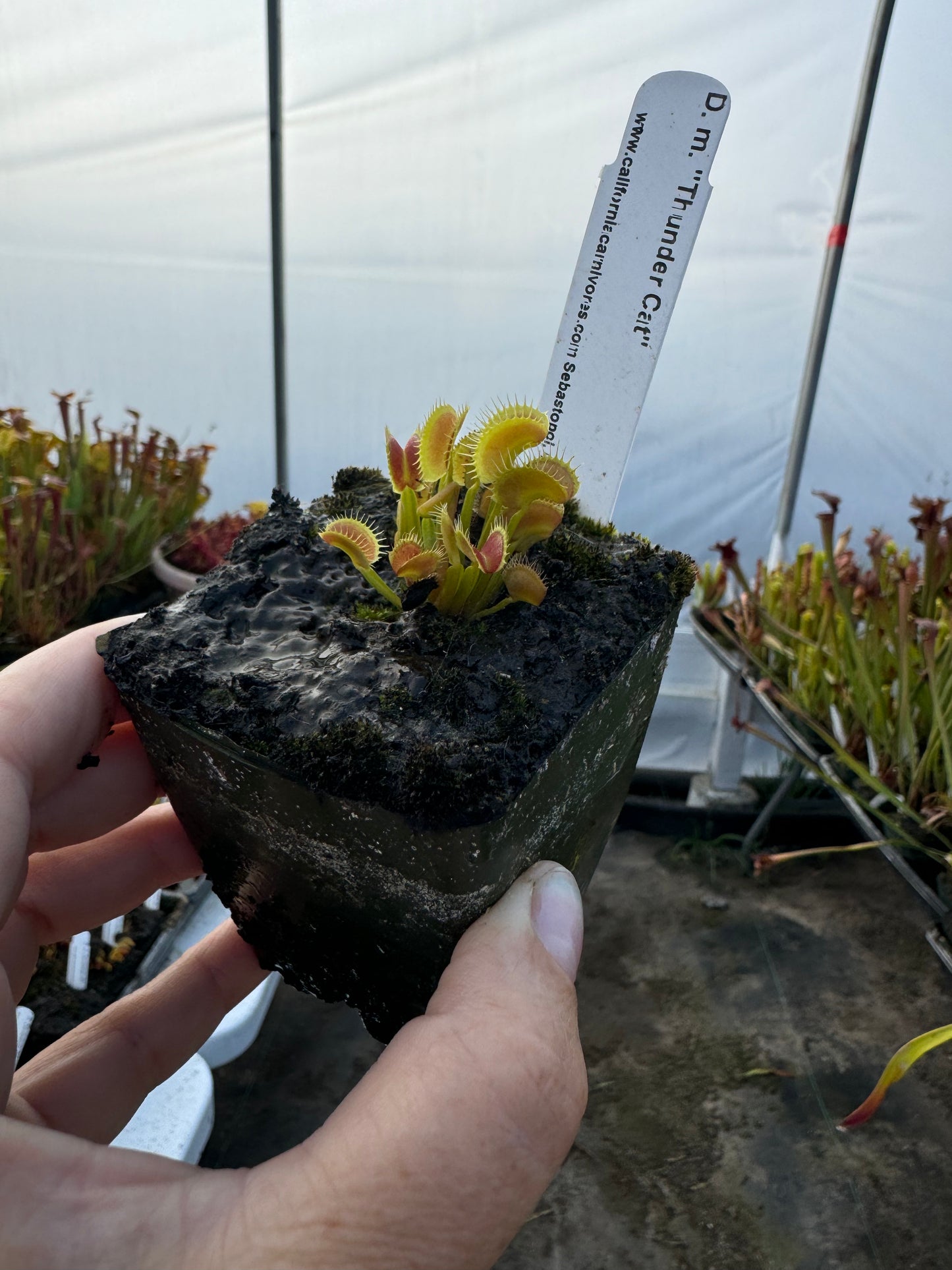 A hand hold a small potted Venus flytrap in an outdoor setting 