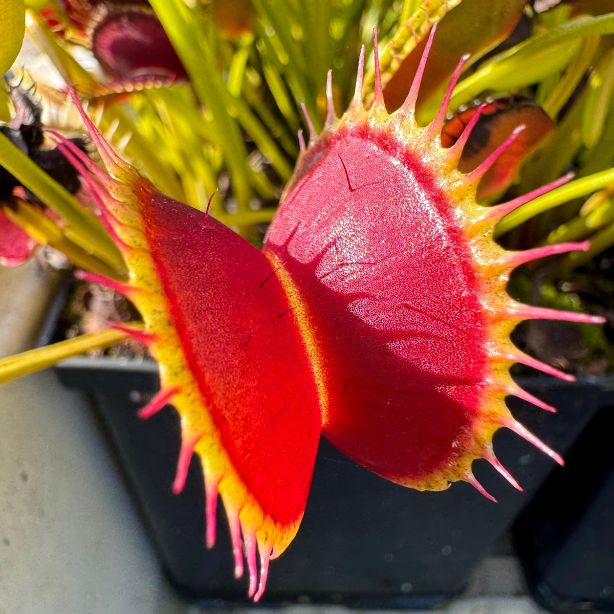 A close up of a Venus flytrap in an outdoor setting 