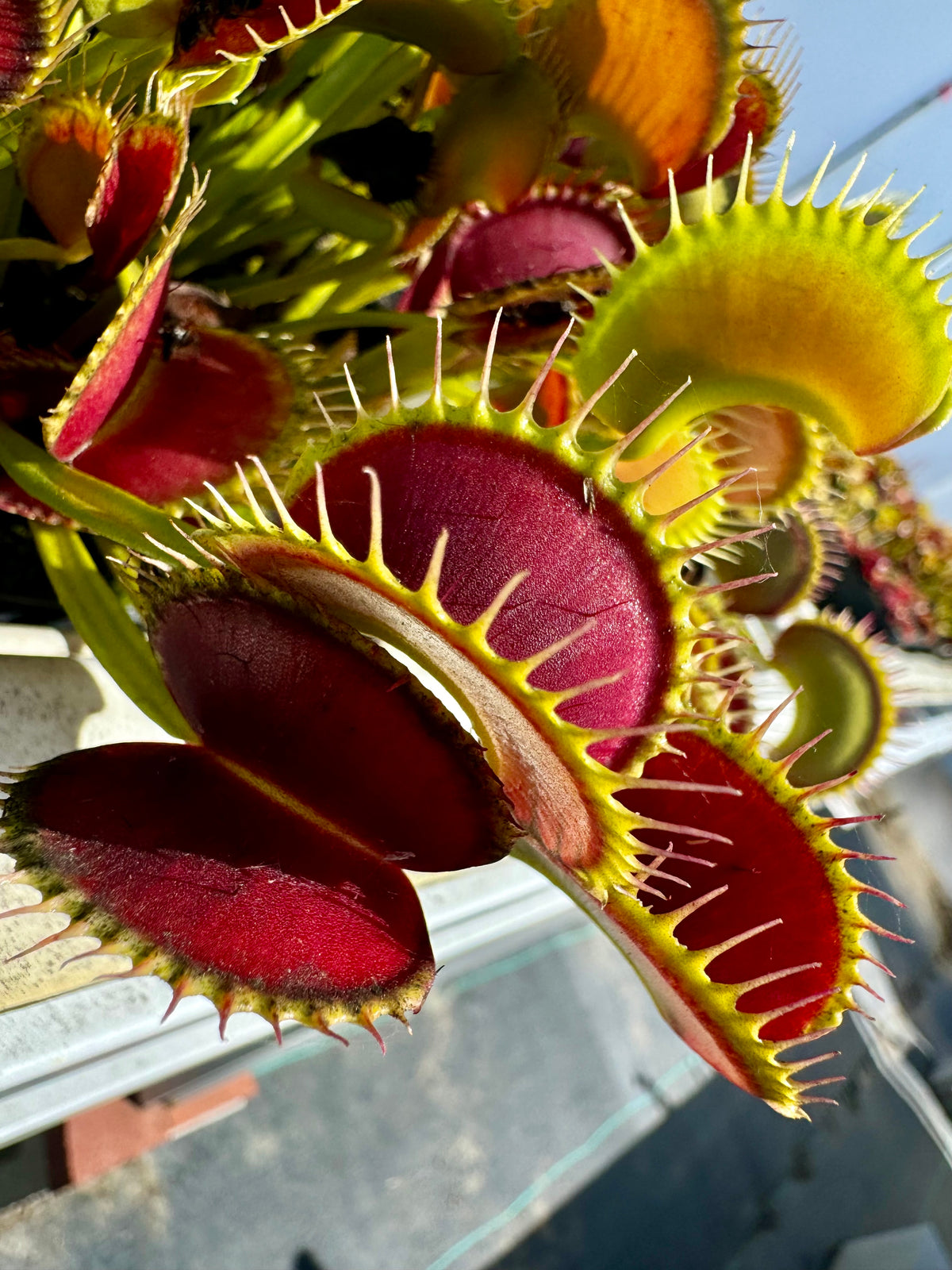 A Venus flytrap grows in an outdoor setting 