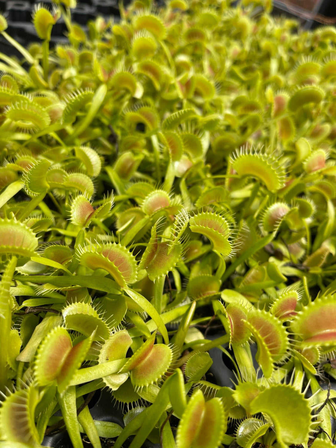 A dense cluster of Venus flytraps (Dionaea) growing in a tray, showing bright chartreuse green leaves with reddish-pink inner surfaces and fine hairs.